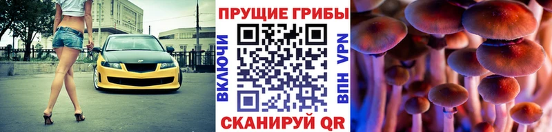 закладки Цоци-Юрт Галлюциногенные грибы Psilocybe